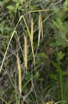 Nodding sedge